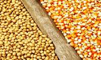 حمایت از دامداران با توزیع ۱۷۰۰ تن نهاده دامی در گچساران